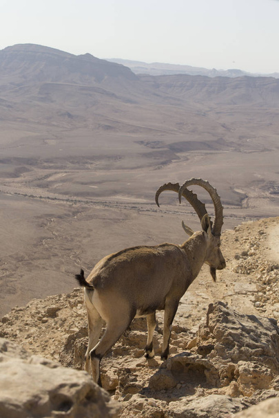 Una capra di montagna con belle grandi corna si erge tra le rocce
 - Foto, immagini