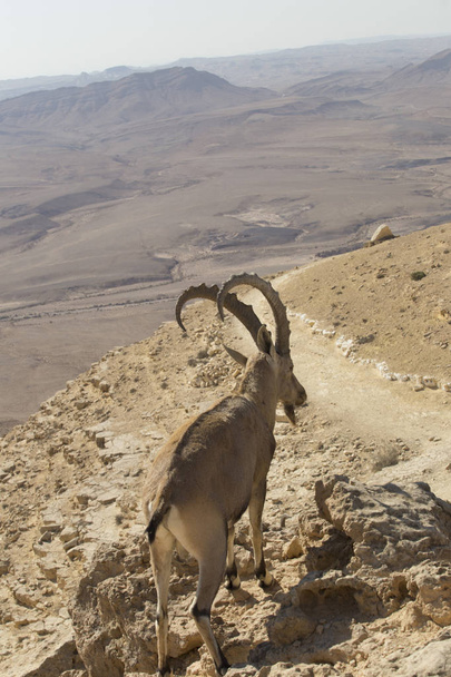une chèvre de montagne avec de grandes cornes incurvées se dresse parmi les rochers o
 - Photo, image