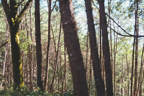 сосновый лес в Pang Tong Under Royal Forest Park (Pang ung) в провинции Mae Hong Son, Таиланд
. - Фото, изображение