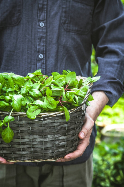 Organic gardening. Farmers hands with fres herbs. Spring gardening - Foto, Imagem