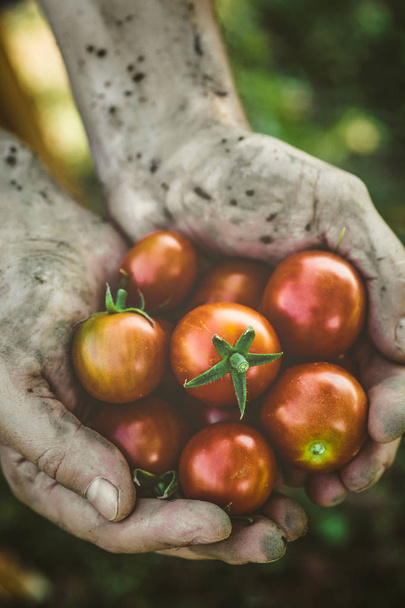 Tomato harvest in autumn - Zdjęcie, obraz