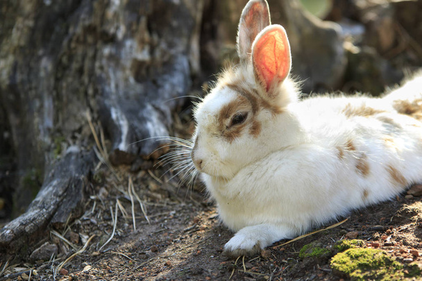Valkoinen täplikäs kääpiö kani makaa maassa metsässä lähikuva
 - Valokuva, kuva