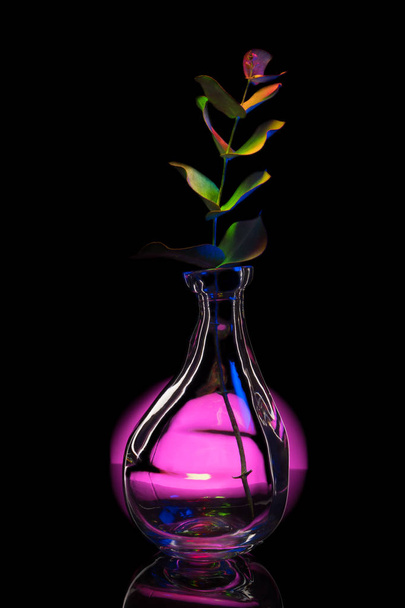 Roślina w butelce - Zdjęcie, obraz