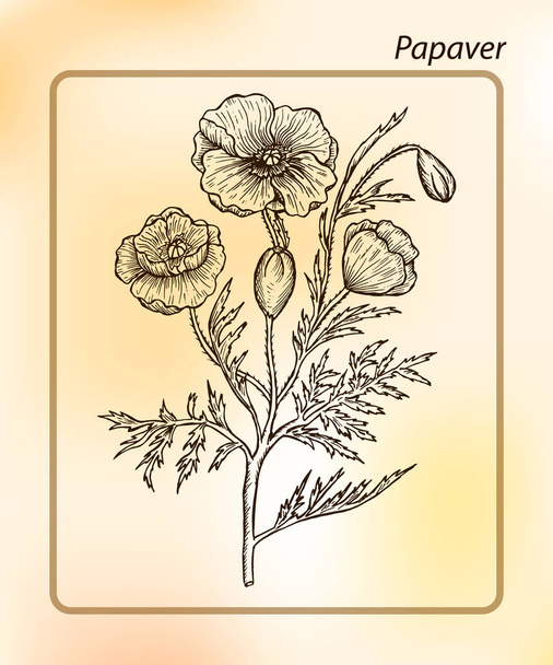Papaver rhoeas. Poppy. Hand drawn Sketch Vector Illustration. Drawing Ink - Vector, Image