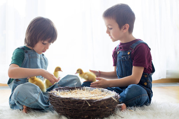 Cute little children, boy brothers, playing with ducklings sprin - Foto, afbeelding