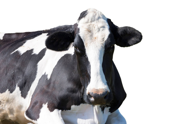 Czarno-białe krowy leżącej z białym tłem - Zdjęcie, obraz