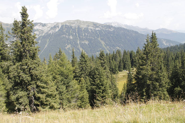 bossen in de bergen van de Alpen - Foto, afbeelding