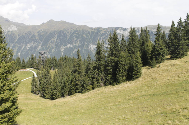 Wälder in den alpinen Bergen - Foto, Bild