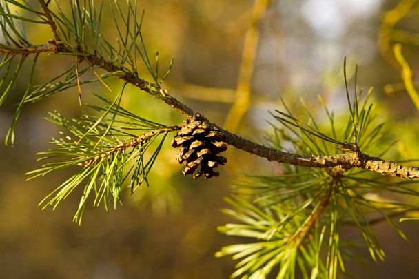Dry pine cone from a larch tree - Фото, изображение