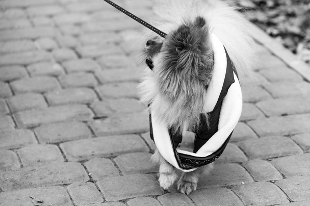 A kopás, agresszív spicc kutya sétál a parkban. A hideg őszi időt. Fekete-fehér szűrő vagy hatása - Fotó, kép