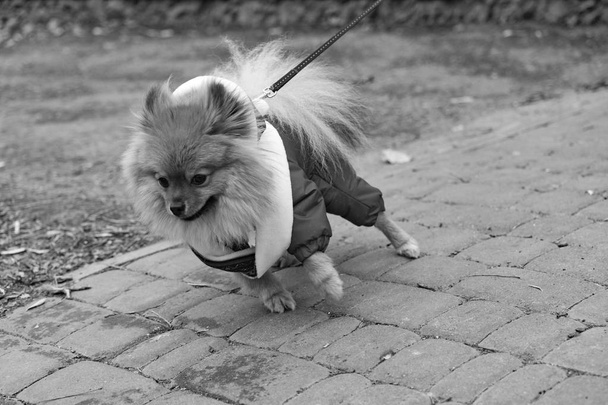 Nosić, pies agresywny spitz jest chodzenie na park. Zimna jesień czas. Czarno-biały filtr lub efekt - Zdjęcie, obraz