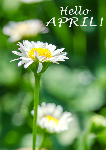 Soft white daisies bloom in summer  - Photo, Image