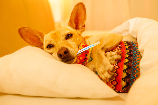 Hasta hasta uyku köpek  - Fotoğraf, Görsel