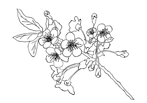 Cherry blossom esbozo estilo vector ilustración. Flor de cerezo
  - Vector, imagen