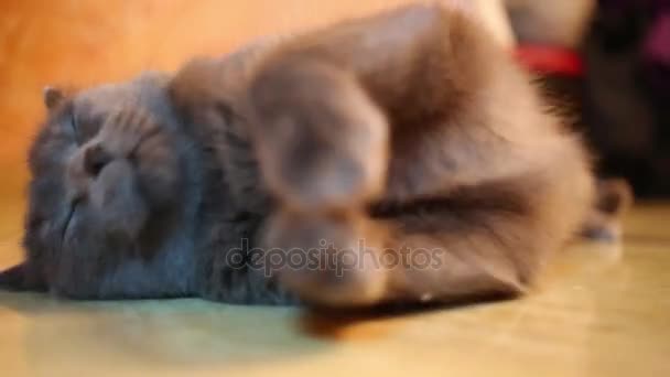 Hermoso gato negro esponjoso juega en el suelo de madera. Dof poco profundo
 - Metraje, vídeo