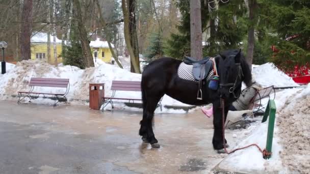 Černá osedlaných koní na zimní den. K nepoznání dívka na lavičce - Záběry, video