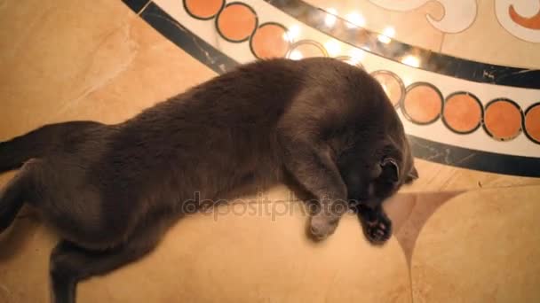 Kaunis pörröinen musta kissa makaa laattalattialla ja ylellistää
 - Materiaali, video