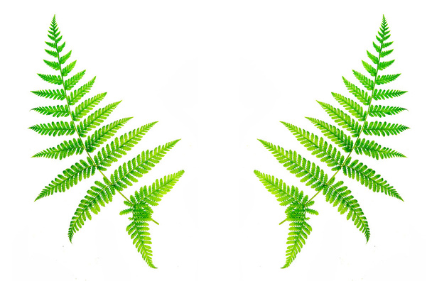 Closeup fern leaf isolated white background - Photo, Image