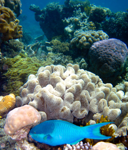 Escena submarina de la Gran Barrera de Coral en Queensland, Australia
 - Foto, imagen