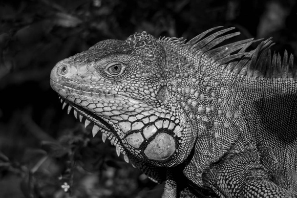iguana verde o iguana comune / fotografia in bianco e nero
 - Foto, immagini