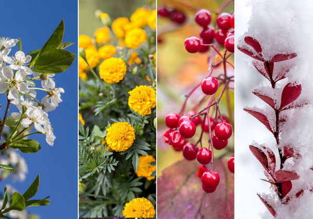 Collage aus vier Jahreszeiten - Foto, Bild