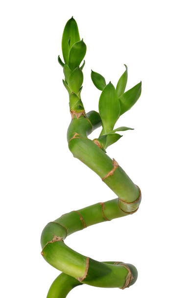 Groen geluk bamboe stengel met bladeren geïsoleerd op een witte achtergrond. - Foto, afbeelding