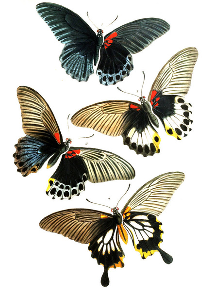 Ілюстрація комах. На явища варіації і географічний розподіл як ілюструються в Papilionidae регіоні Малайський 1867 - Фото, зображення