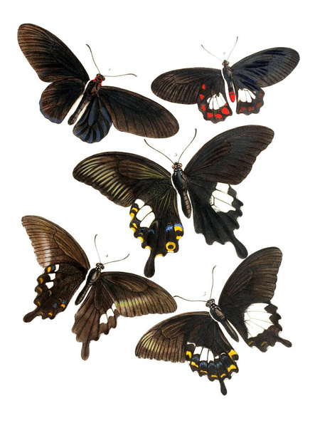 Ілюстрація комах. На явища варіації і географічний розподіл як ілюструються в Papilionidae регіоні Малайський 1867 - Фото, зображення