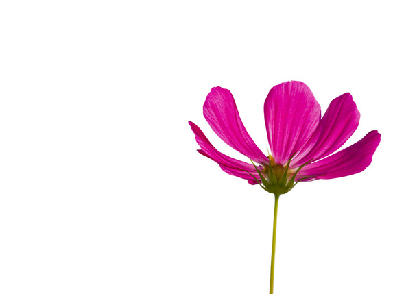 Cosmos flower isolated an white - Foto, imagen