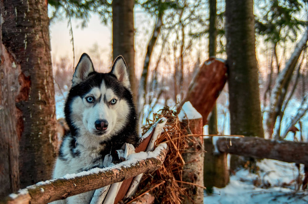 Beautiful husky dog in the - Фото, изображение