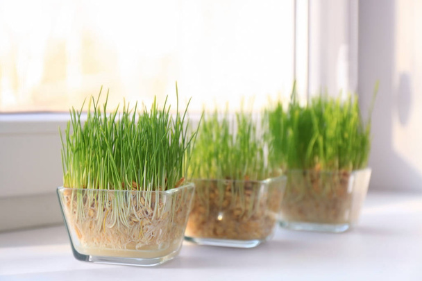 Glass bowls with wheat grass on windowsill - Valokuva, kuva