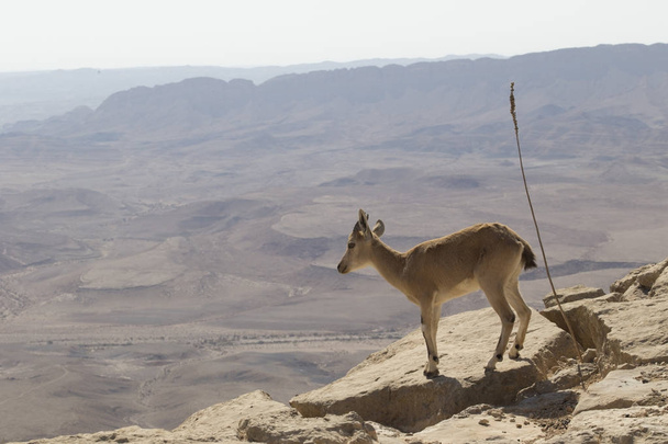 Uma jovem cabra de montanha olha para o abismo, de pé sobre uma rocha b
 - Foto, Imagem