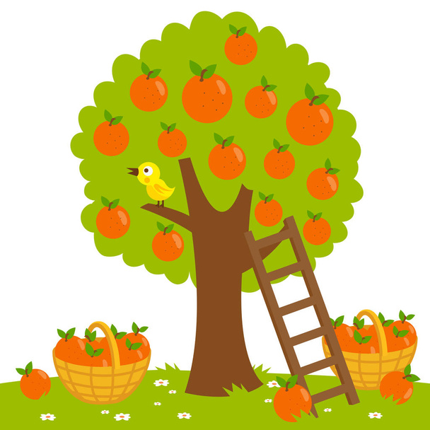 Orange tree harvesting - Διάνυσμα, εικόνα