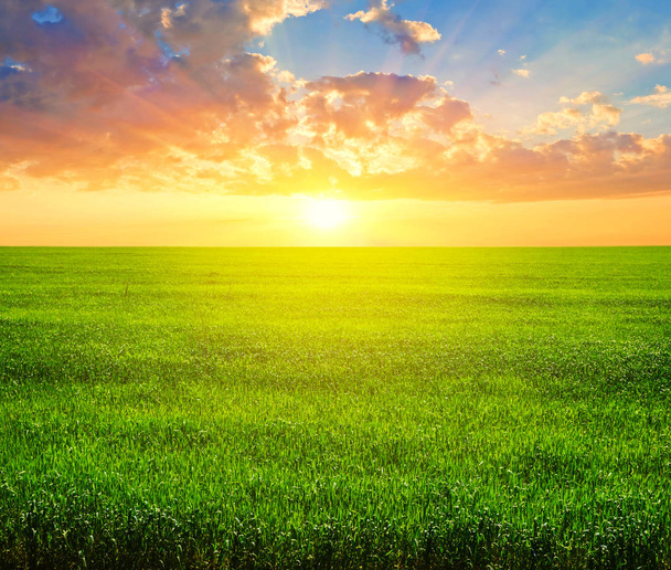 green rural field landscape at the sunset - Фото, изображение