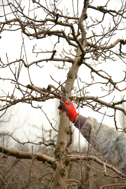 Prořezávání jabloní s Zahradní nůžky v zimě - Fotografie, Obrázek
