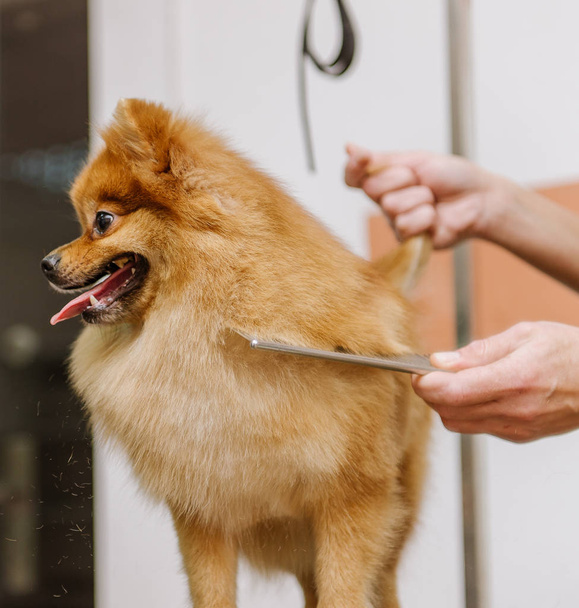 Уход за собаками Spitz Pomeranian в кабине - Фото, изображение