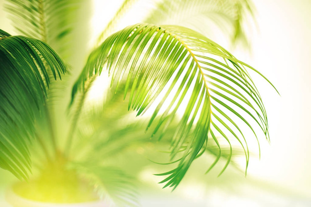 große grüne Palmblätter und ein Schatten - Foto, Bild