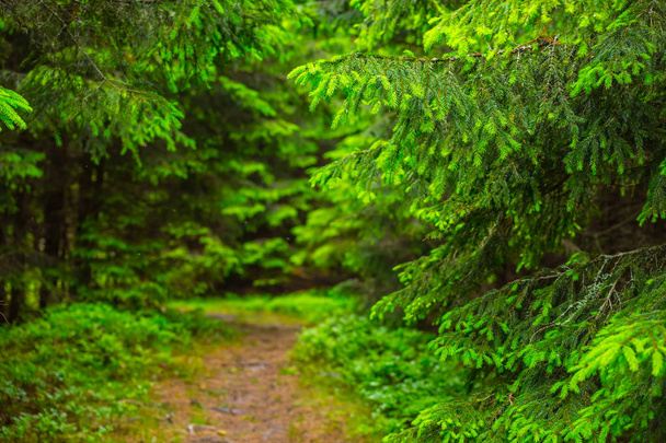 small ground road through a wer green fir tree forest - Foto, Bild