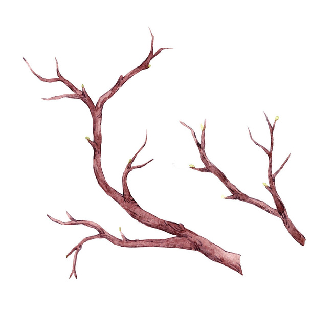 Watercolor tree branch composition - Foto, afbeelding