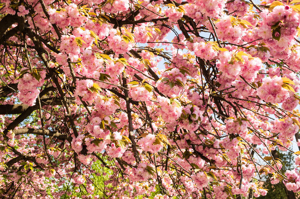 Sakura. Cherry blossoms japan - Zdjęcie, obraz