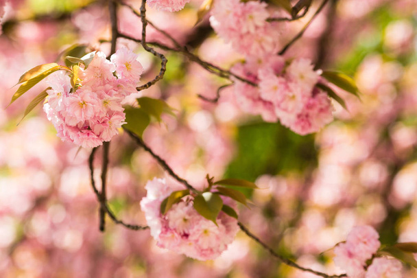 Beautiful cherry blossom sakura - Fotografie, Obrázek