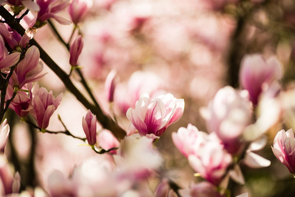blooming magnolia flowers - Φωτογραφία, εικόνα