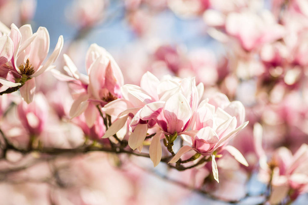 blooming magnolia flowers - Photo, Image