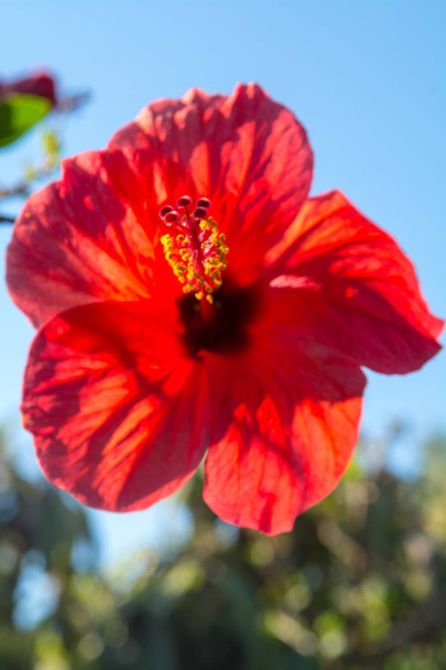 Beautiful hibiscus flower in the tree blossoming in the garden, close up, copy space - Photo, Image