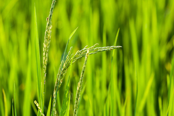 Close up de grãos de arroz em campo de arroz
 - Foto, Imagem