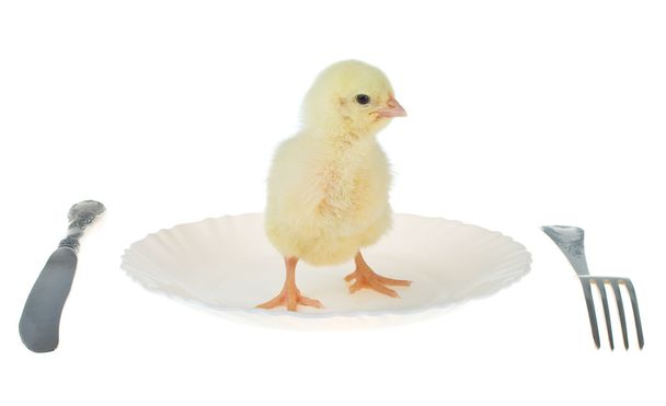 Chick as dinner - Zdjęcie, obraz
