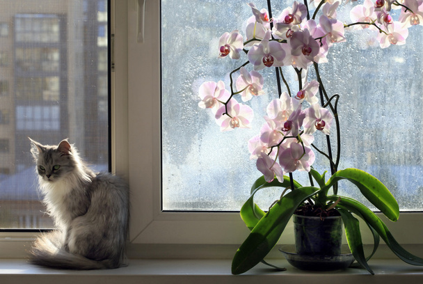 macska és egy orchidea - Fotó, kép
