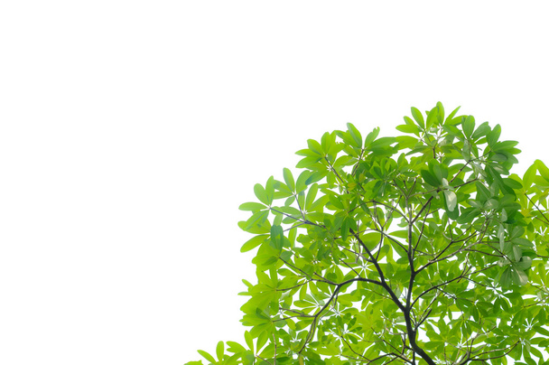 zöld leveles - Fotó, kép
