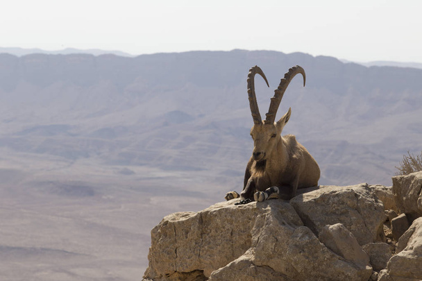 cabra de montaña con barba y cuernos grandes descansando entre la piedra
 - Foto, imagen