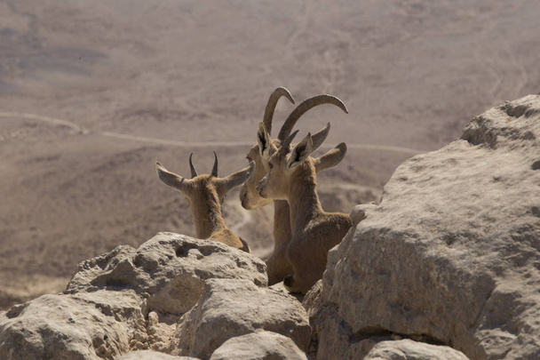 três cabras jovens montanha olhar para o deserto da Judéia sentado amo
 - Foto, Imagem